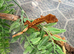 Crested geckos available