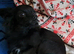 Long coat chihuahua pups Ready 9th July
