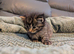 Gorgeous kittens ready for forever home