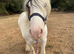 13.2 skewbald mare