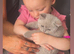 British shorthair lilac boy