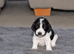 Beautiful Cocker Spaniel Puppies