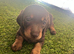 Beautiful mini dachshund pups
