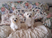 15 weeks old Maltese