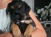 LAST BORDER TERRIER GIRL