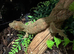 Chahoua Mainland Mossy Gecko
