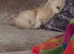 Pomchi