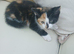 One little calico girl left