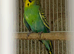Budgie pairs