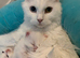 2 x Maine coon kittens