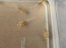 axolotl babies