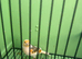 Canaries