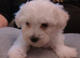 Maltese puppies