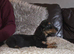 Longhaired Minature Dachshund puppies