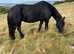 KFPS Friesian Broodmare - In Foal