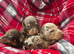 Beautiful dachshund puppies!! ONLY 2 left!'