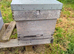 Honey bee