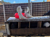 Jacobni fancy pigeon