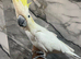 Handreared Friendly Super Tame Cuddy Lesser Sulphur Crested Cockatoo Parrot,27