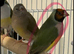 Young Gouildan Finch male orange head when coloured up