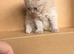 LILAC BSH MALE