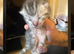 Beautiful kittens
