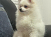 Stunning little Pomeranian KC white boy