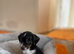 Parson russell terrier