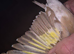 2022 SIBERIAN GOLDFINCH HEN