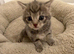 Kittens