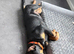 Rottweiler pup