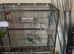 Indian ringneck blue breeding fair available