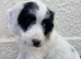 Beautiful cockapoo puppies
