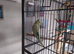 Two budgies for sale