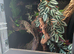 CB23 nuu ami leachianus gecko