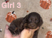 Cocapoo puppies
