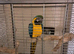 Blue gold male macaw