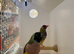 X3 Gouldian Finch Pairs For Sale