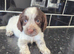 Cocker spaniels