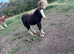 Mini cob colt foal
