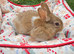 Adorable Baby Rabbits for Sale - Beautiful Colours ️