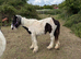 Filly cob for sale