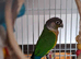 Proven Breeding Pair of Green Cheek Conures (Cage Available)