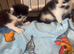 3 beautiful boy kittens for sale