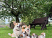 Pembrokeshire corgi puppies