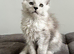 Tica registered maine coon kittens