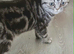 Bsh. Silver Tabby kittens. TICA