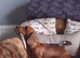 GORGEOUS EXTREMELY LOVING 4 YEAR OLD RED TRUE MINI SMOOTH GIRLIE.
