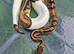 Royal pythons for sale