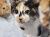 3 cute kittens limited time offer
